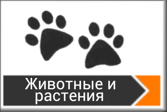 Животные и растения
